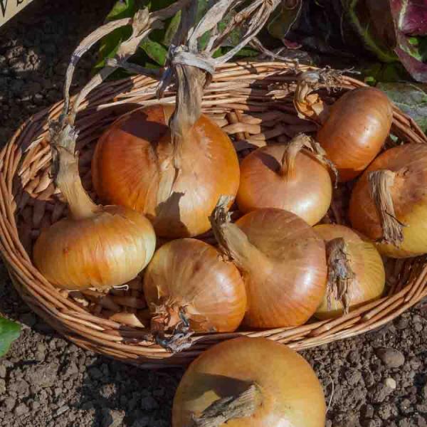 Potagères - Oignon Jaune Paille des Vertus - face recto